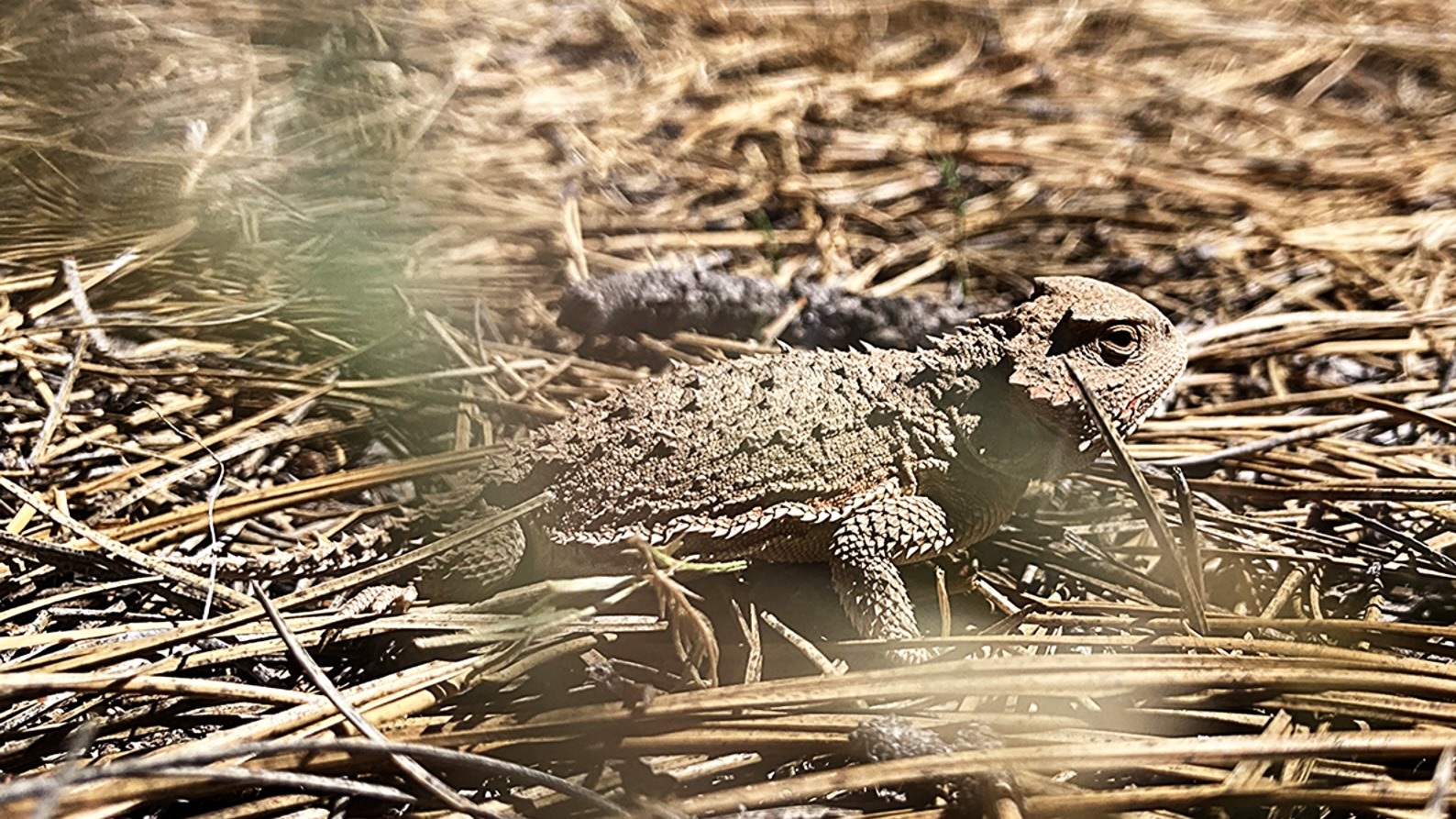 Lizard